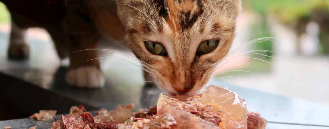 Kot je mokrą karmę