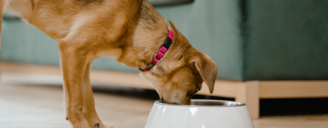Pies je z miski