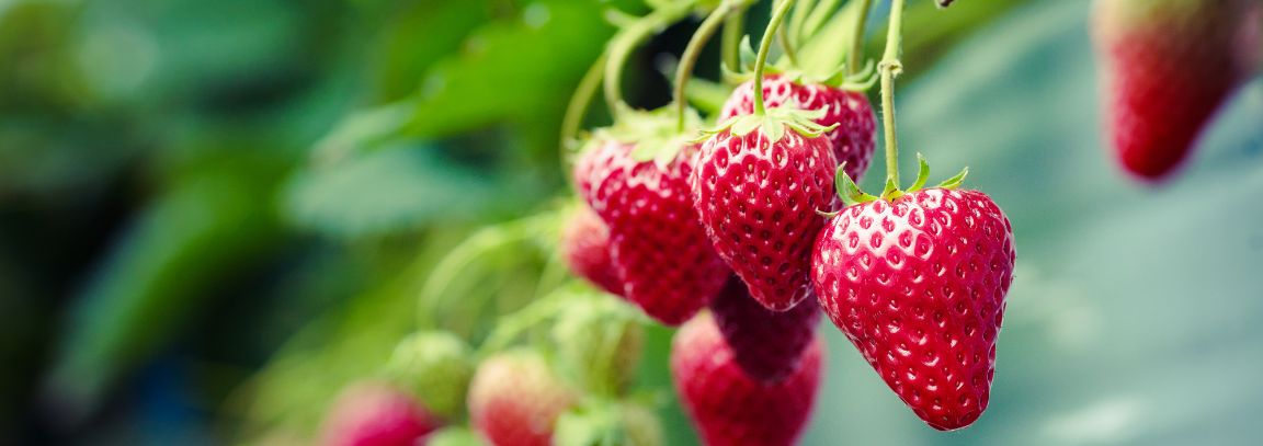 truskawki