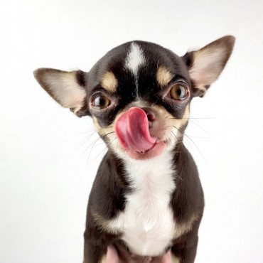 Jak przechowywać żywność dla psów i kotów? 